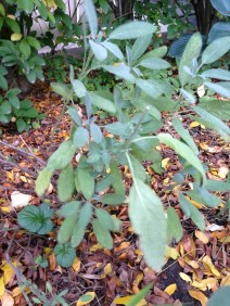 Sage plant in fall garden