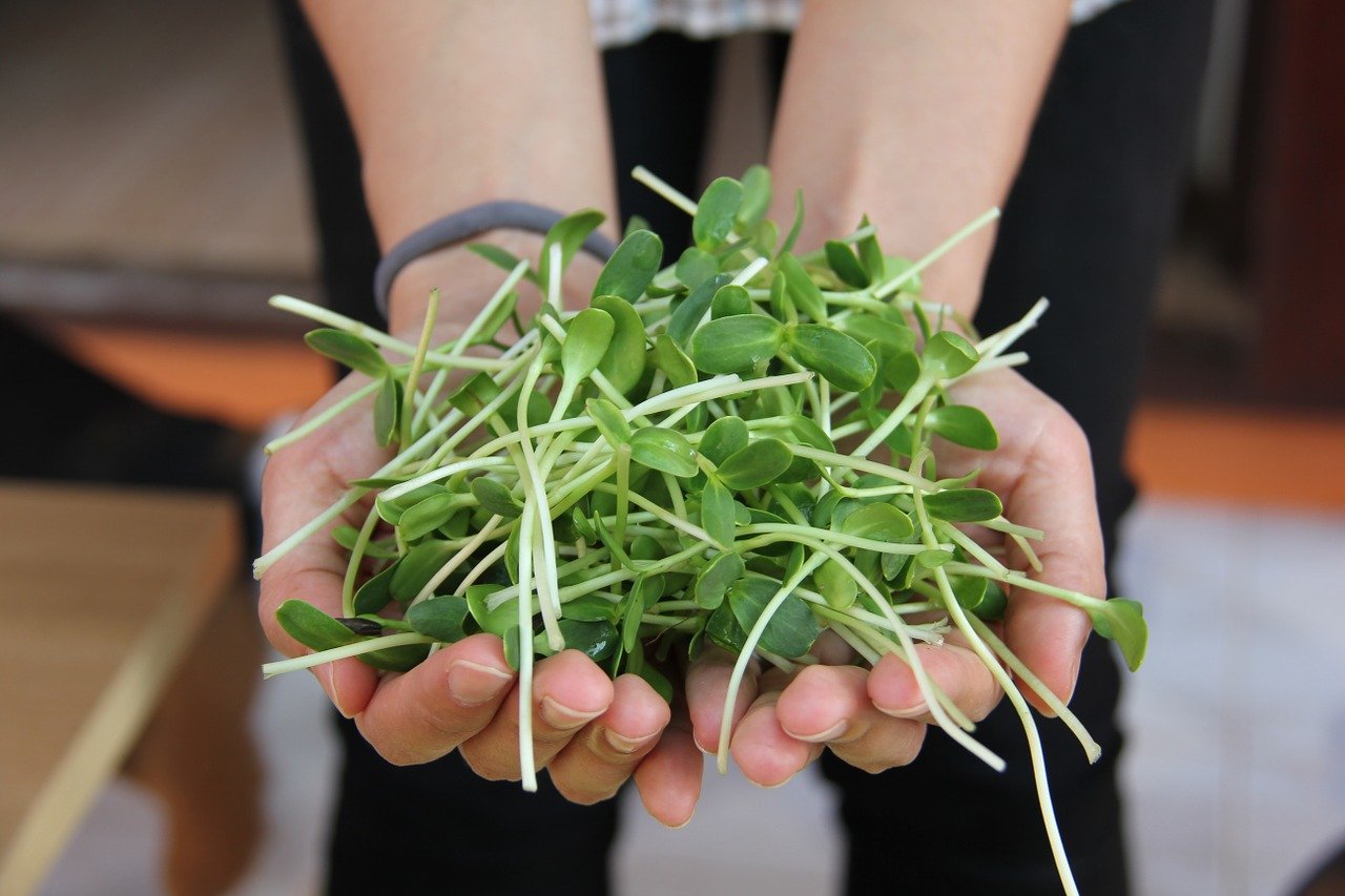 17 Best Types of Microgreens and Broccoli Microgreens Nutrition