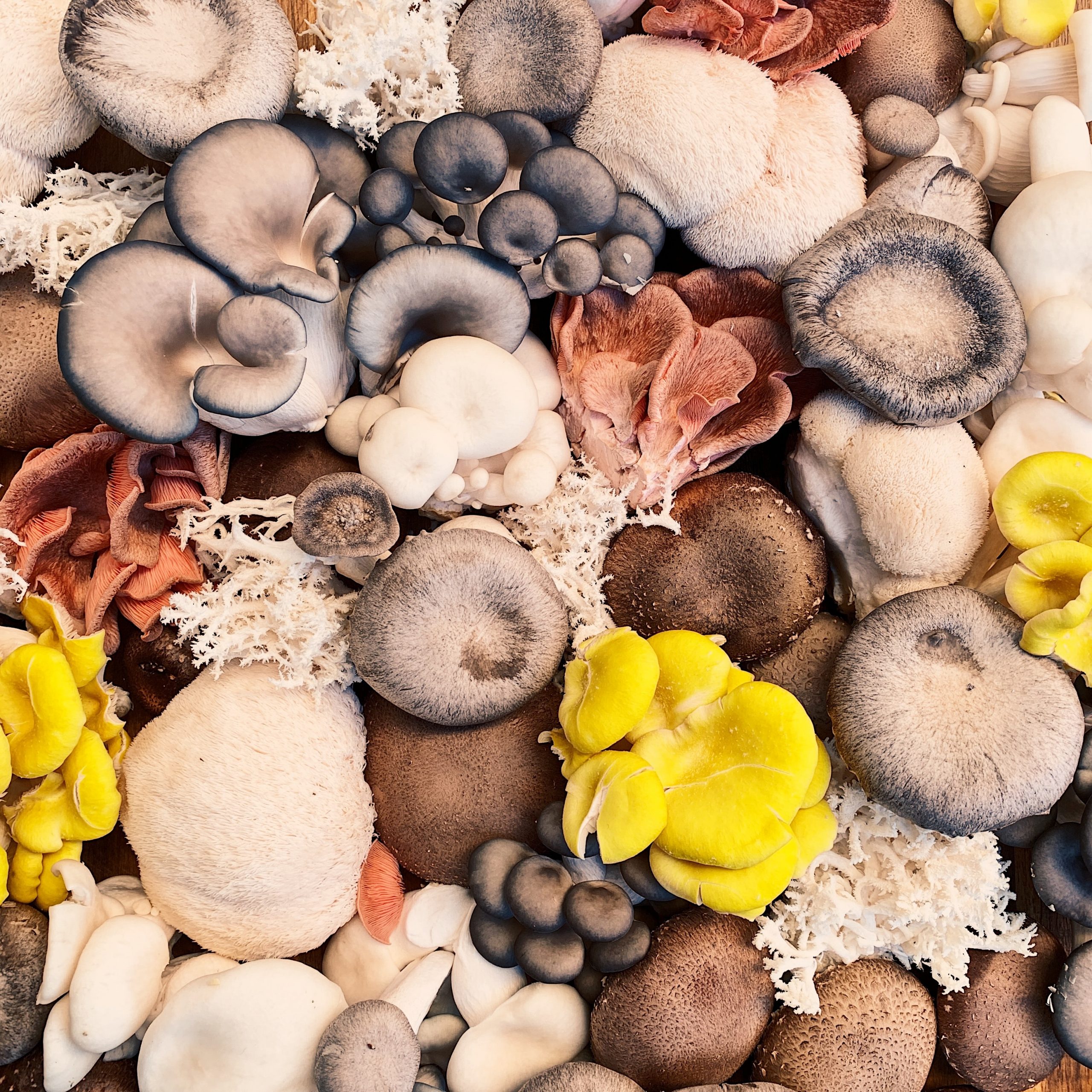 Are Mushrooms a Vegetable?…and Other Facts About Mushrooms