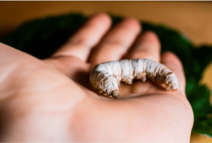 The silkworm Bombyx mori in an open hand