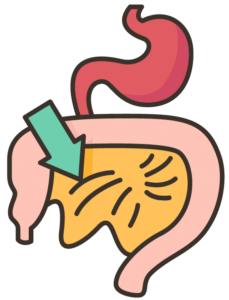 Graphic of the stomach, large intestines and small intestines with an arrow pointing to the cover of the small intestines.