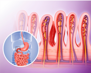 a graphic representation of the intestinal villi